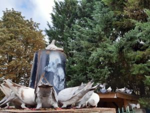 pigeons voyageurs 78