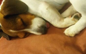 Éducation canine 78 – Un repos 😴 bien mérité !