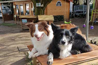 accueil pension chien idf