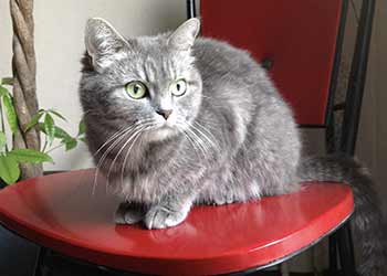 pension chat yvelines 78