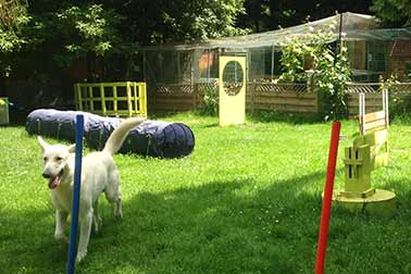 pension chien chat 78