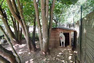 pension chien idf paris