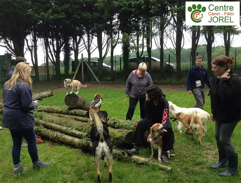 Cours collectifs d’éducation canine au Centre Canin et Félin JOREL à Oinville-sur-Montcient