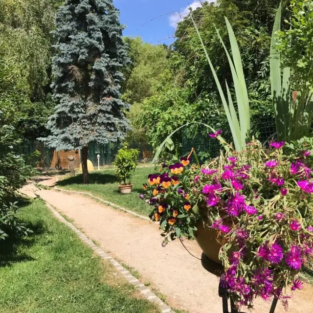 pension chien 78 95 92 paris