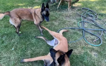 Duo malinois Kaya et Royce en pension – Oinville-sur-Montcient 78250