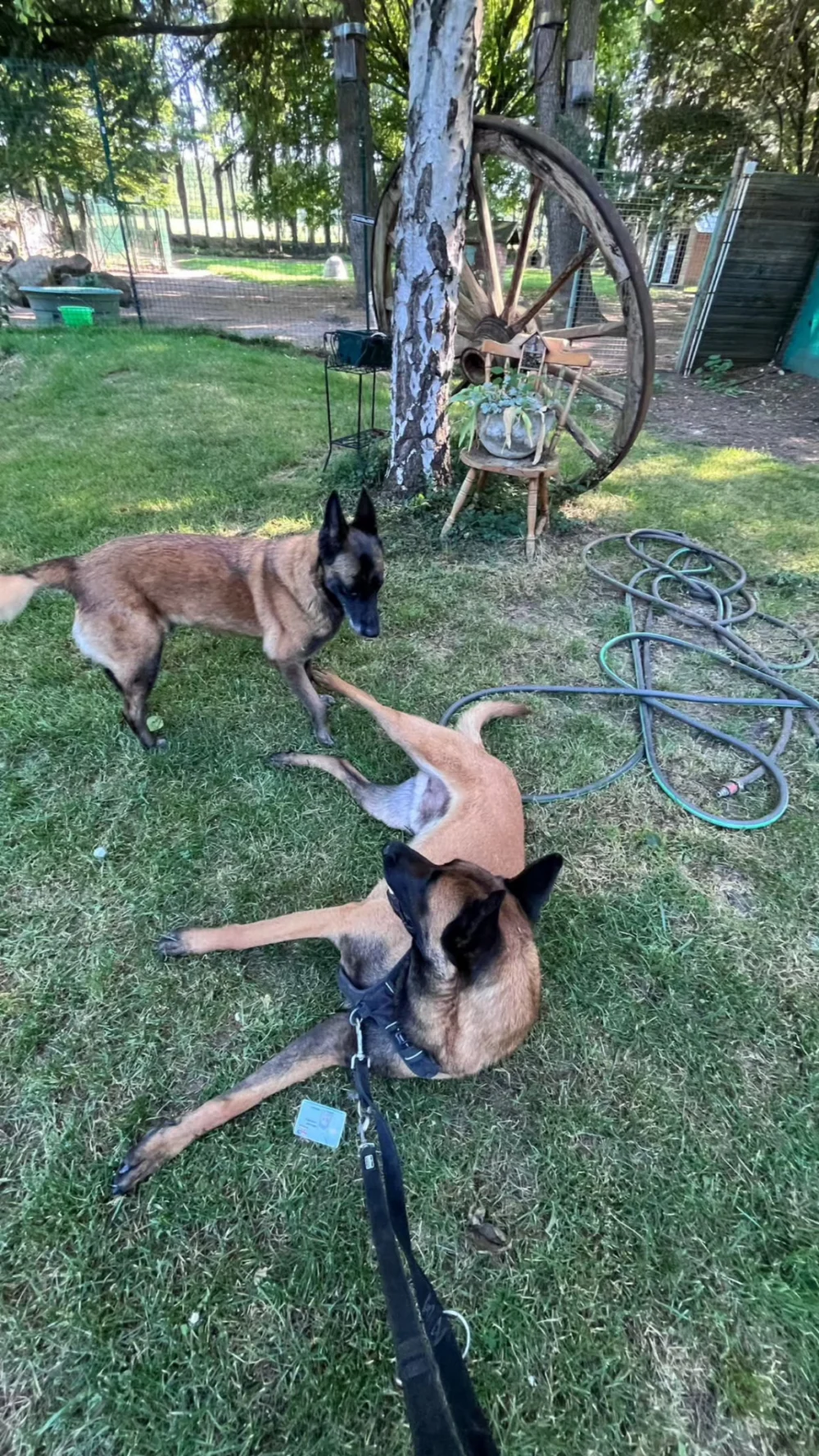 Duo malinois Kaya et Royce en pension a Oinville-sur-Montcient 78250 - vue generale