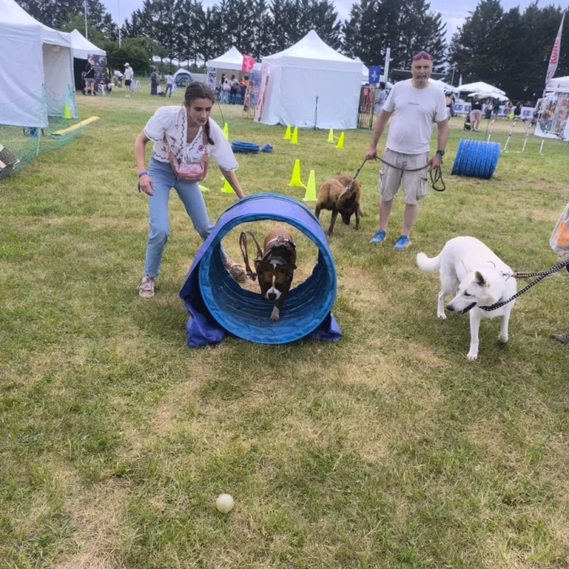 Animation canine Canidays Verneuil a Verneuil-sur-Seine 78480 - en cours