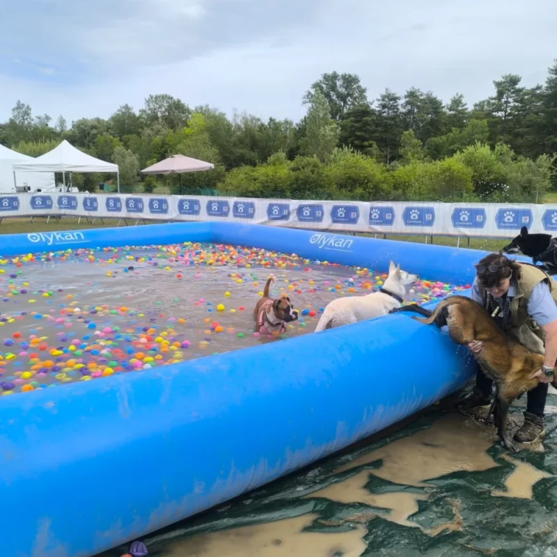 Animation canine Canidays Verneuil Verneuil-sur-Seine 78480 - photo 10