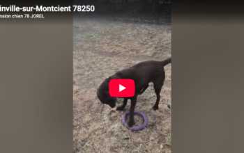 Jeux en plein air Yoko Alf Izzy Teddy Muffin – Pension Oinville-sur-Montcient