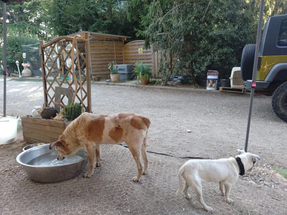 Fait un article juste pour illustrer une galerie photo de chiens et ch a Oinville-sur-Montcient 78250 - image a la une