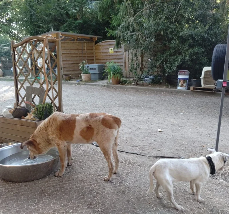 Fait un article juste pour illustrer une galerie photo de chiens et ch Oinville-sur-Montcient 78250 - detail