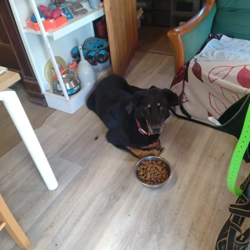 Fait un article juste pour illustrer une galerie photo de chiens et ch a Oinville-sur-Montcient 78250 - en cours