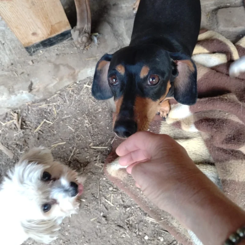 Fait un article juste pour illustrer une galerie photo de chiens et ch a Oinville-sur-Montcient 78250 - realisation