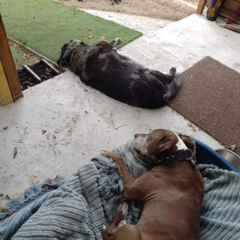Fait un article juste pour illustrer une galerie photo de chiens et ch Oinville-sur-Montcient 78250 - photo 8